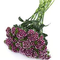 Sweet™ Purple White Bicolor Dianthus Grower Bunch