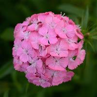 Sweet™ Deep Pink Maxine Dianthus Bloom