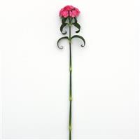 Sweet™ Deep Pink Maxine Dianthus Single Stem, White Background