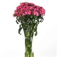 Sweet™ Deep Pink Maxine Dianthus Mono Vase, White Background
