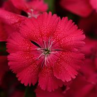 Floral Lace™ Cherry Dianthus Bloom