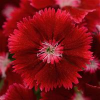 Floral Lace™ Crimson Dianthus Bloom