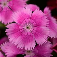 Floral Lace™ Lilac Dianthus Bloom