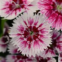 Floral Lace™ Picotee Dianthus Bloom