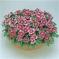 Floral Lace™ Picotee Dianthus Container