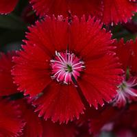 Floral Lace™ Red Dianthus Bloom