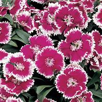 Floral Lace™ Violet Picotee Dianthus Bloom