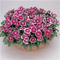 Floral Lace™ Violet Picotee Dianthus Container