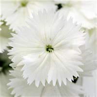 Floral Lace™ White Dianthus Bloom