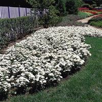 Floral Lace™ White Dianthus Landscape