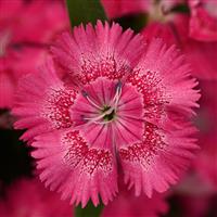 Floral Lace™ True Rose Dianthus Bloom