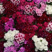 Floral Lace™ Mixture Dianthus Bloom