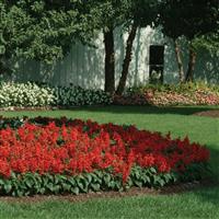 Red Hot Sally II Salvia Commercial Landscape 1