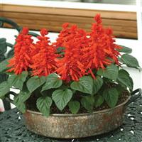 Red Hot Sally II Salvia Container