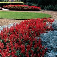 Red Hot Sally II Salvia Landscape