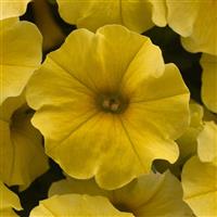 Caliburst™ Yellow Petchoa Bloom