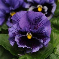 Frizzle Sizzle Blue Pansy Bloom