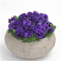 Frizzle Sizzle Blue Pansy Container