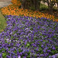 Frizzle Sizzle Blue Pansy Landscape