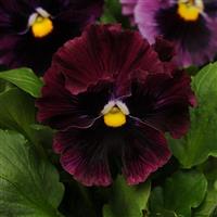 Frizzle Sizzle Burgundy Pansy Bloom