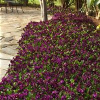 Frizzle Sizzle Burgundy Pansy Landscape