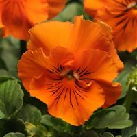 Frizzle Sizzle Orange Pansy Bloom