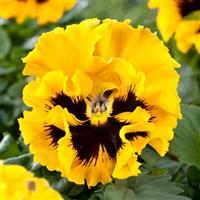 Frizzle Sizzle Yellow Pansy Bloom