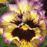 Frizzle Sizzle Lemonberry Pansy Bloom