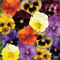 Frizzle Sizzle Mixture Pansy Bloom