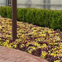 Frizzle Sizzle Mixture Pansy Landscape