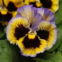 Frizzle Sizzle Yellow-Blue Swirl Pansy Bloom
