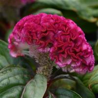 Concertina™ Pink Celosia Bloom