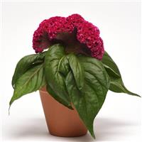 Concertina™ Pink Celosia Container