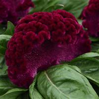 Concertina™ Purple Celosia Bloom