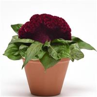 Concertina™ Purple Celosia Container