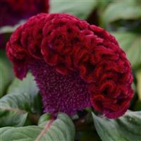 Concertina™ Red Celosia Bloom