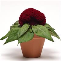 Concertina™ Red Celosia Container