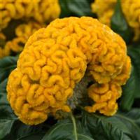 Concertina™ Yellow Celosia Bloom