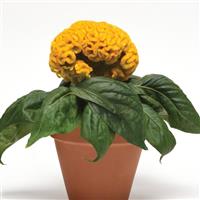 Concertina™ Yellow Celosia Container