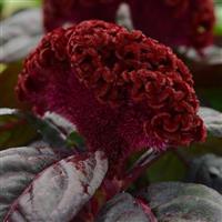 Concertina™ Red Dark Leaf Celosia Bloom