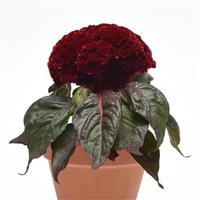 Concertina™ Red Dark Leaf Celosia Container