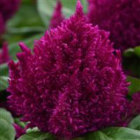 First Flame™ Purple Celosia Bloom