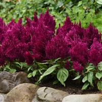 First Flame™ Purple Celosia Landscape