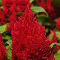 First Flame™ Red Celosia Bloom