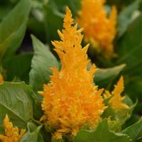 First Flame™ Yellow Celosia Bloom