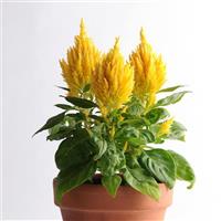 First Flame™ Yellow Celosia Container