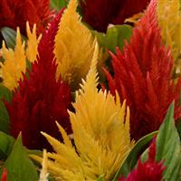 First Flame™ Mixture Celosia Bloom