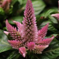 Kosmo Pink Celosia Bloom