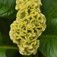 Neo™ Green Celosia Bloom