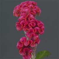 Neo™ Pink Celosia Bloom